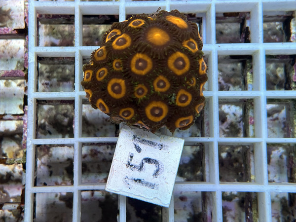 Zoanthus spec. - kleine Krustenanemonen Frag (151)