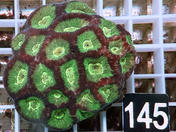 Goniastrea spec.- ultra (145)