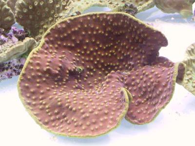 Turbinaria reniformis - Becherkoralle (E 00696/18)