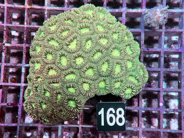 Favia spec. (168)