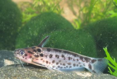 Trachelyichthys exilis - Trugdornwels