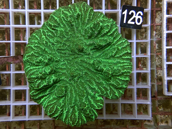 Merulina spec. - neongrün (126)