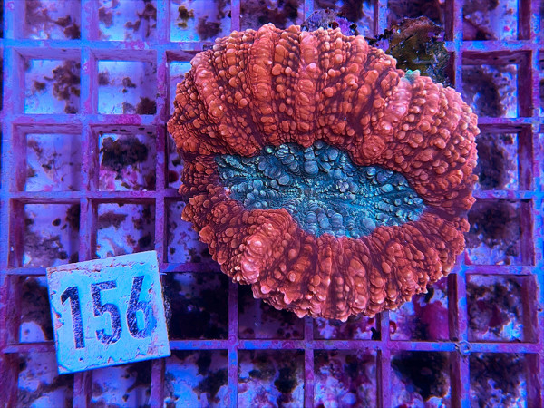 Lobophyllia spec. - Hirnkoralle ultra (156)