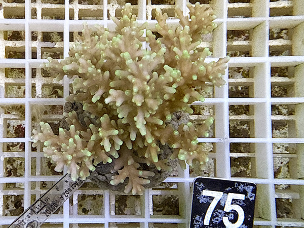 Acropora sp. (75)