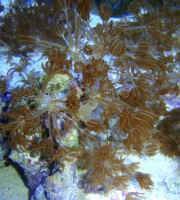 Heteroxenia spec. - Heteroxenia Heteroxenia spec. - Heteroxenia