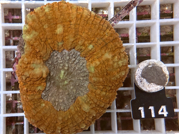 Lobophyllia spec. - Hirnkoralle ultra (114)