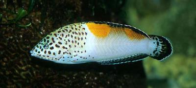 Coris aygula - Spiegelflecklippfisch, juv