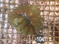 Cynarina lacrymalis Tränenkoralle grün (104) Cynarina lacrymalis Tränenkoralle grün (104)