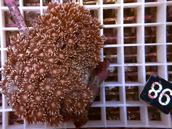 Goniopora spec. bicolor (86)
