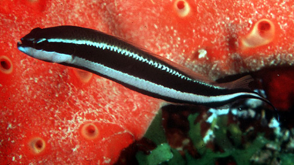 Pseudochromis sankeyi - Gestreifter Zwergbarsch, groß! NZ