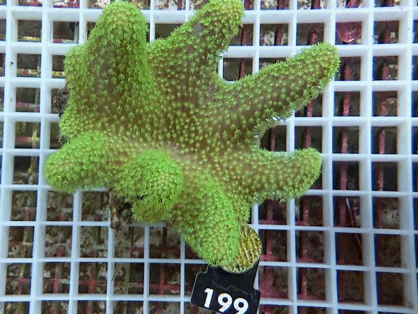 Sarcophyton spec. - Aussi-Lederkoralle neongrün (199)