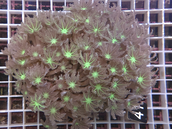Clavularia spec. - Stolonifera, green (41)