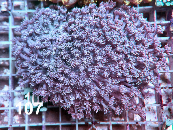 Goniopora spec. purple (107)