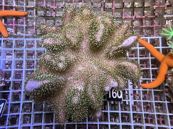 Lobophyton spec. - Lederkoralle grün (160)