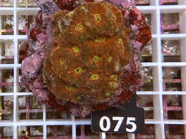 Favites spec. - Favites ultra (075)