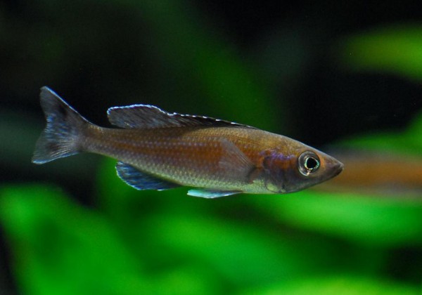 Cyprichromis leptosoma - Speckleback Moba F1 6-8cm