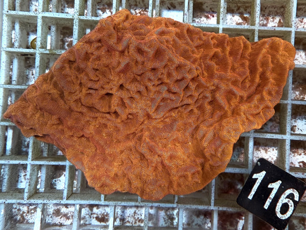 Leptoseris sp. orange (116)