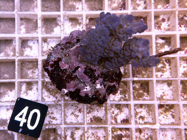 Acropora spec. (40)