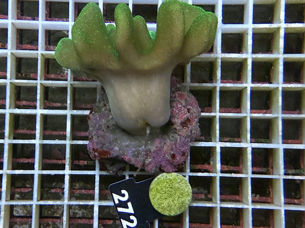 Lobophytum spec. - Lederkoralle grün (272)