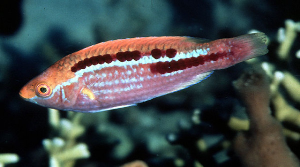Cirrhilabrus lubbocki - Lubbocks Zwerglippfisch, Weibchen/juv