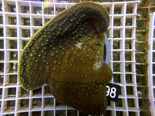 Turbinaria reniformis - Becherkoralle (98)