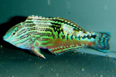 Macropharyngodon bipartitus - Diamant-Lippfisch, Männchen