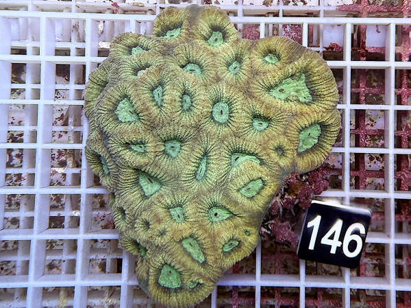 Favia spec.- ultra (146)