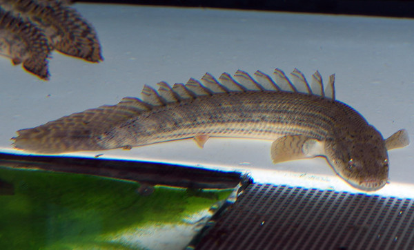 Polypterus lapradai - Flösselhecht