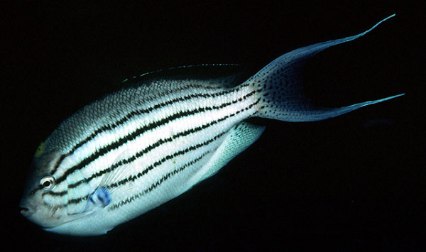 Genicanthus lamarck - Lamarck´s-Lyrakaiserfisch, Männchen