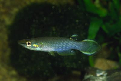 Aplocheilus panchax - Blauer Panchax