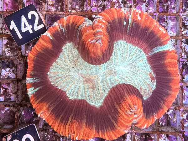 Trachyphyllia geoffroyi multicolor (142)