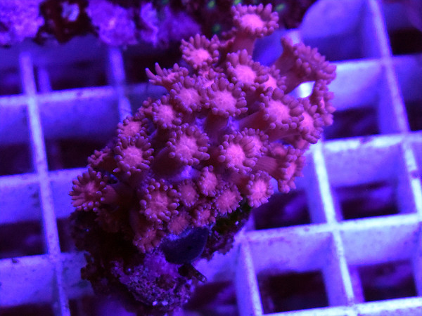 Goniopora spec. - Margeritenkoralle, rot Frag