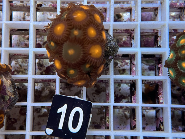 Zoanthus spec. - kleine Krustenanemonen Frag (10)