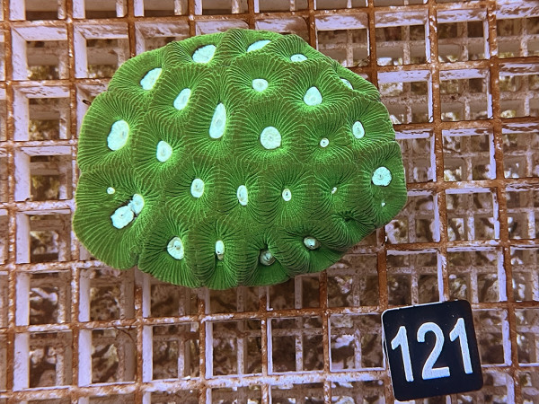 Goniastrea spec. (121)