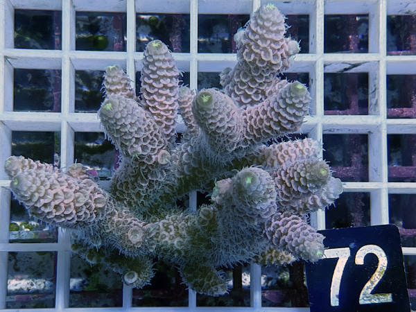 Acropora sp. ultra (72)