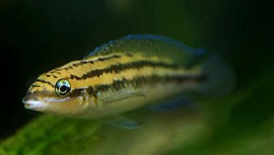 Julidochromis dickfeldi - Dickfelds Schlankcichlide