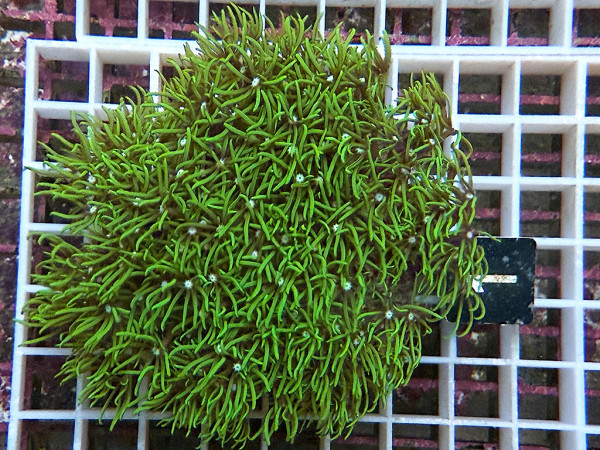 Pachyclavularia violacea - neongrüne Röhrenkoralle (1)
