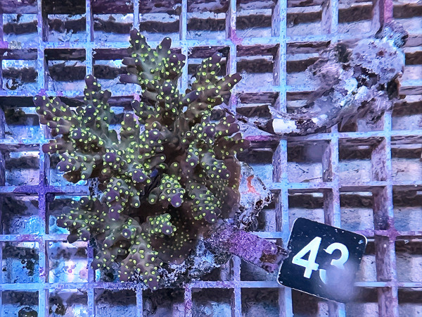 Acropora nana tricolor (43)