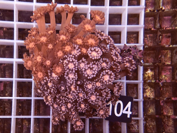 Goniopora sp. rosa-rot (104)