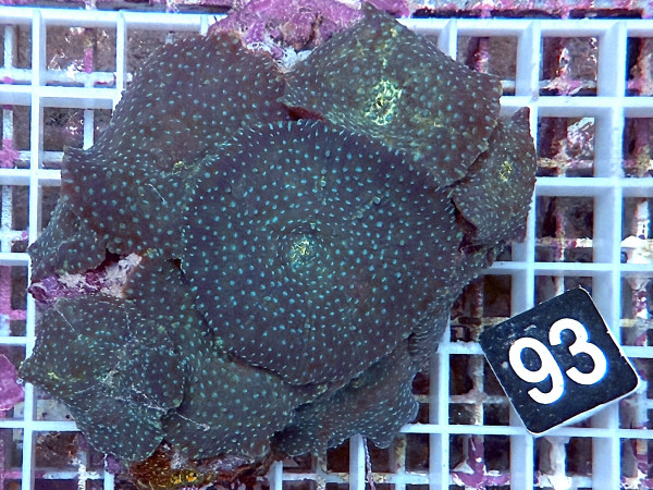 Discosoma spec. blue spotts (93)