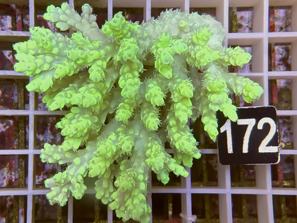 Acropora sp. ultra (172)