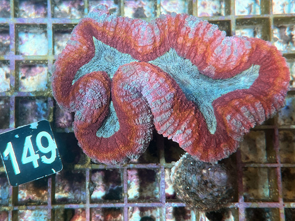 Lobophyllia spec. - Hirnkoralle rainbow (149)