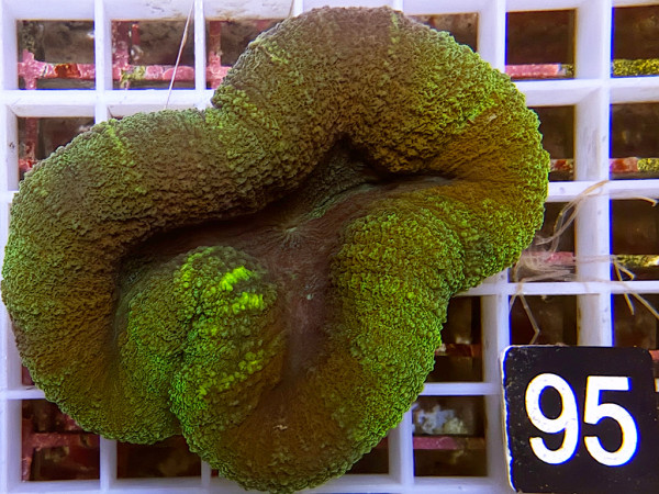 Lobophyllia spec. - Hirnkoralle (156)
