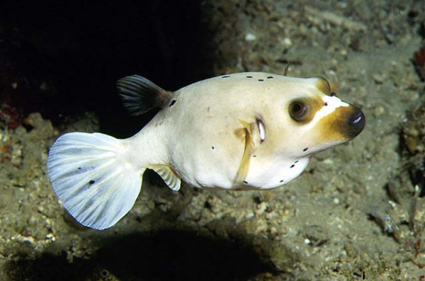 Arothron nigropunctatus - Schwarzflecken-Kugelfisch, gelb