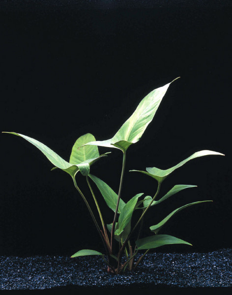 Anubia hastifolia - Pflanzen im Topf
