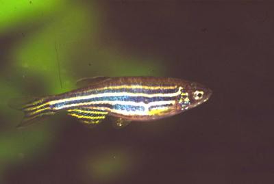 Danio rerio - Zebrabärbling, Schleier