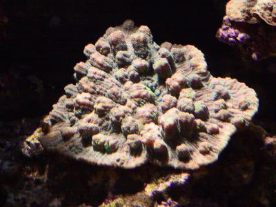 Mycedium spp. - Elefantenhaut-Koralle (E 01035/18)