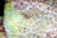 Urocaridella antonbruunii - putzende Partnergarnele Urocaridella antonbruunii - putzende Partnergarnele