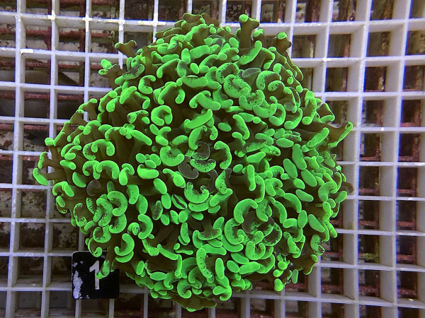 Euphyllia paraancora neon grün (1)