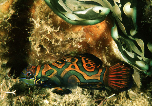 Synchiropus splendidus - Mandarinfisch-Paar